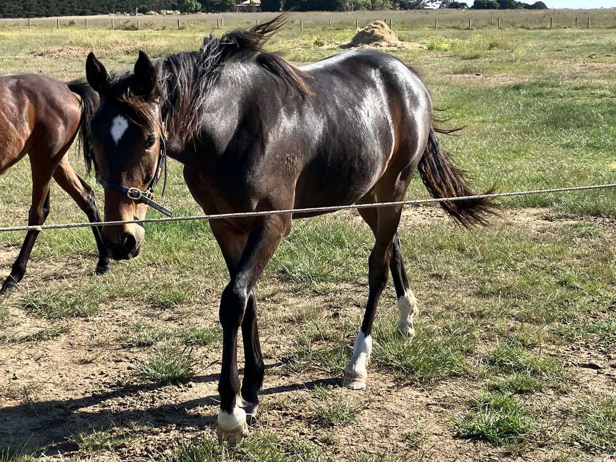 hurlzwithcurlz's tweet photo. I just love this filly. By #TheStormInside out of #TourbillonDArgent she’s nearly ready to go and learn about being a racehorse. @Alabarfarms @FarmMcswain #VicbredPure https://t.co/A3bzeAaP3n