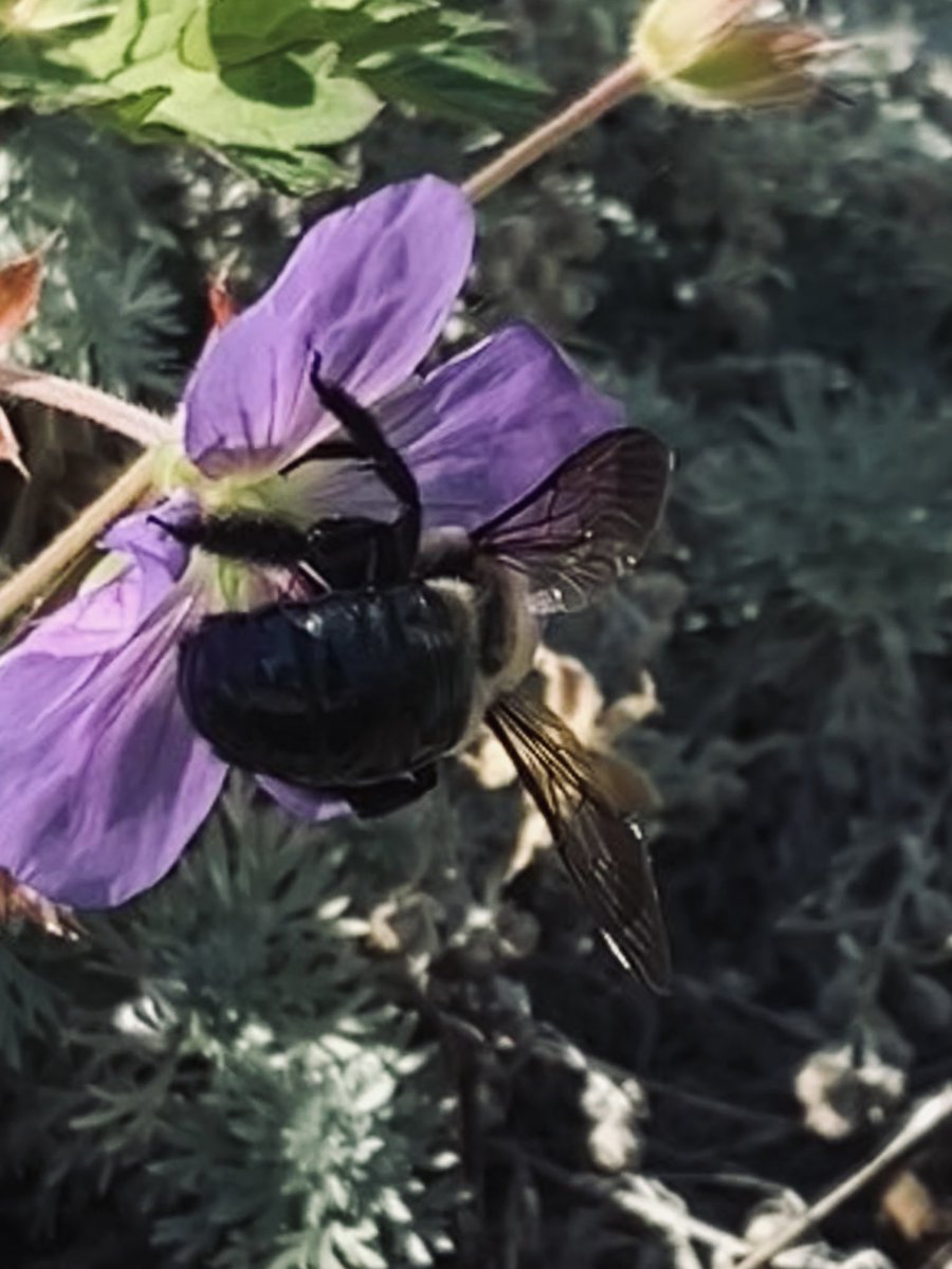 EmSS_4's tweet photo. #Bee #Happy #Flower #Nature #beephoto #FlowersOfTwitter #flowerpicture https://t.co/mHcA0zmZgu