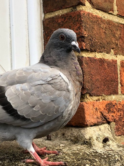 📷  ‘King Lord Above Dissident @SimonFrost3  #October2020 
Pigeon on my window sill #Wiltshire