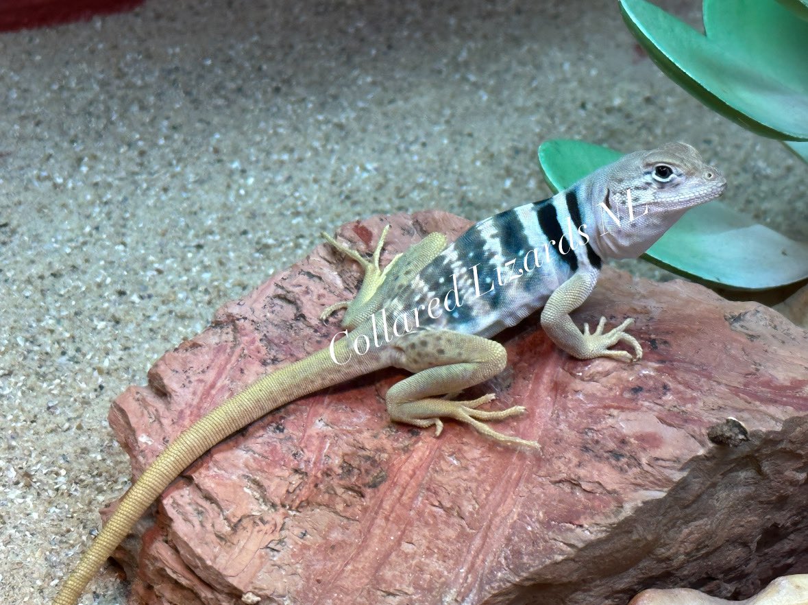 Crotaphytus_BVR's tweet photo. Love these 3 musketiers🦎🦎#Crotaphytus #halsbandleguaan #CollaredLizardsNL #halsbandleguane #reptilekeeper #reptilelover #lizardlover #lizardkeepee #collaredlizard #Sonoran #Mexico https://t.co/vaCCnzhpxJ