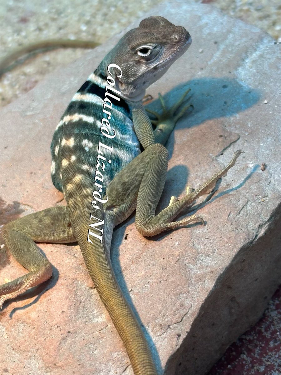 Crotaphytus_BVR's tweet photo. Love these 3 musketiers🦎🦎#Crotaphytus #halsbandleguaan #CollaredLizardsNL #halsbandleguane #reptilekeeper #reptilelover #lizardlover #lizardkeepee #collaredlizard #Sonoran #Mexico https://t.co/vaCCnzhpxJ