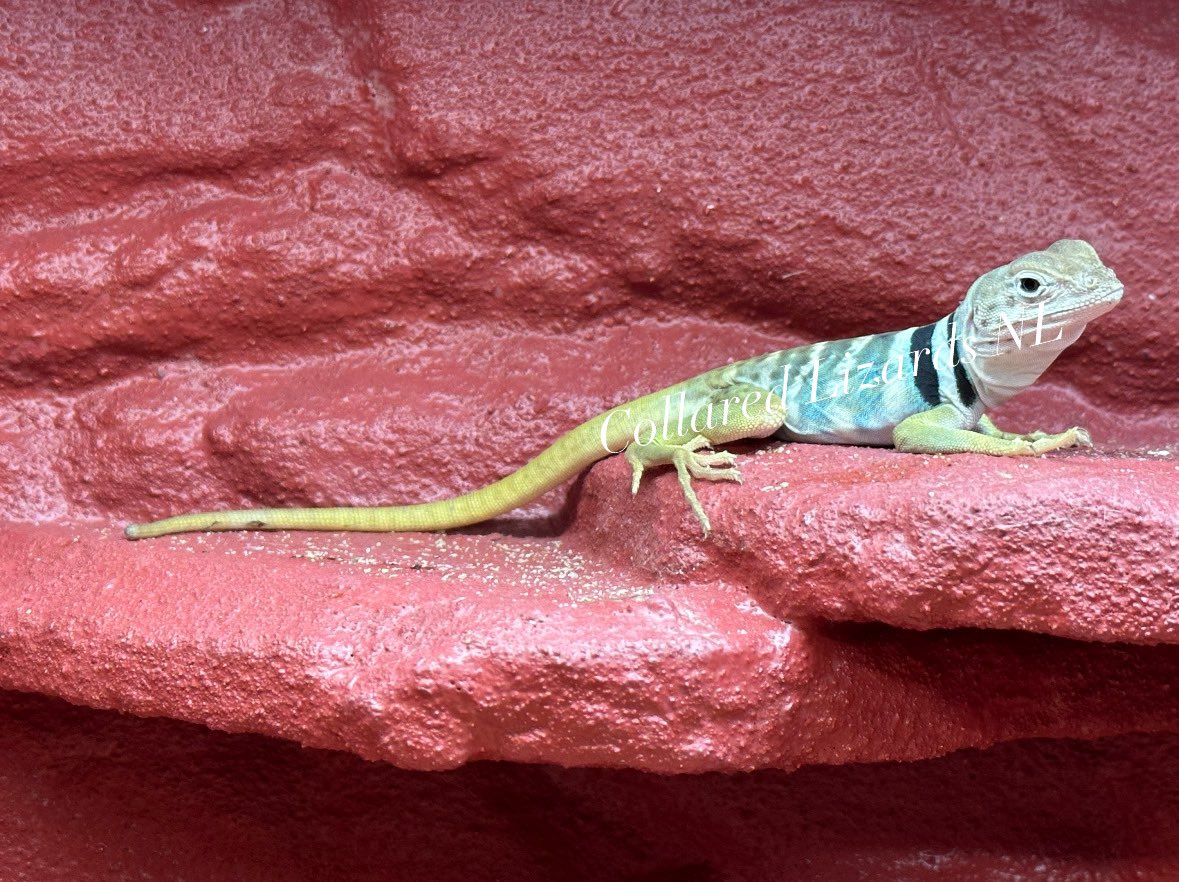 Crotaphytus_BVR's tweet photo. Love these 3 musketiers🦎🦎#Crotaphytus #halsbandleguaan #CollaredLizardsNL #halsbandleguane #reptilekeeper #reptilelover #lizardlover #lizardkeepee #collaredlizard #Sonoran #Mexico https://t.co/vaCCnzhpxJ