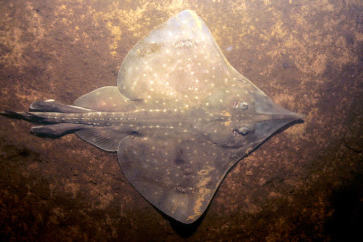ColinJChick's tweet photo. @jeremyrockliff "I want to be clear"
What, like the waters of Macquarie Harbour? Salmon aquaculture is the primary cause of reduced levels of dissolved oxygen in the harbour. I think the Maugean skate wants it to be clear, too! https://t.co/6NP7QUVzVB