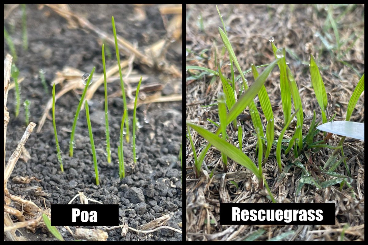 Eric Reasor, Ph.D. (@turfblade) on Twitter photo Winter weeds are up in #DFW…two of the most common grasses, #Poa and #rescuegrass, often emerge in the same areas…BUT herbicide selection can differ. Be sure to know what you are trying to control <a href="/askturfexperts/">PBI-Gordon Turf Experts</a> <a href="/PBIGordonTurf/">PBI-Gordon Turf</a> Winter weeds are up in #DFW…two of the most common grasses, #Poa and #rescuegrass, often emerge in the same areas…BUT herbicide selection can differ. Be sure to know what you are trying to control <a href="/askturfexperts/">PBI-Gordon Turf Experts</a> <a href="/PBIGordonTurf/">PBI-Gordon Turf</a>