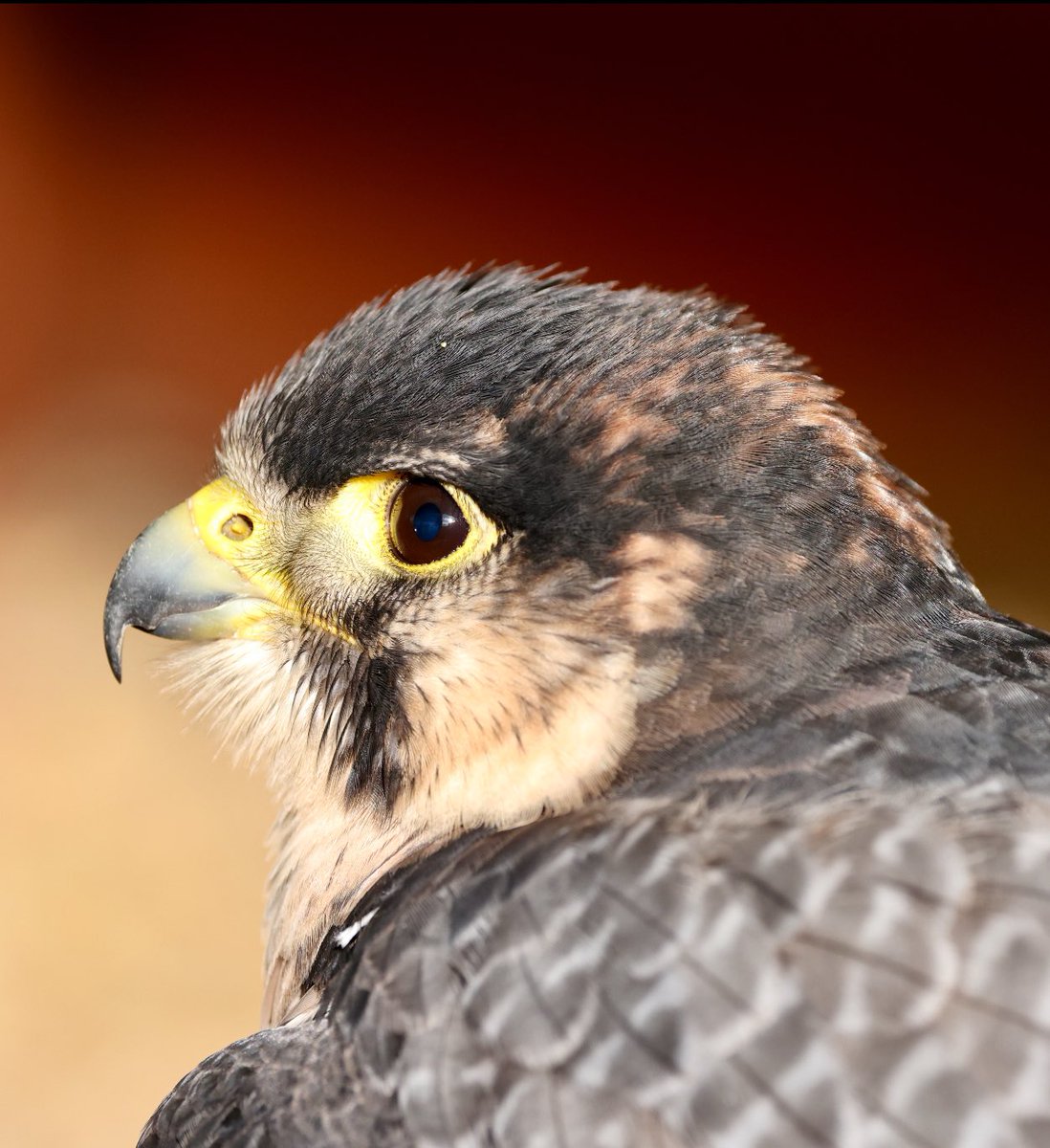 Peregrine Falcon #birding #bird #birdlovers #birdofprey #birdoftheday #birdphotography #birds #jessopsmoment #photooftheday #TwitterNatureCommunity #TwitterNaturePhotography #falcon #peregrine #peregrinefalcon #raptor #birdsofprey