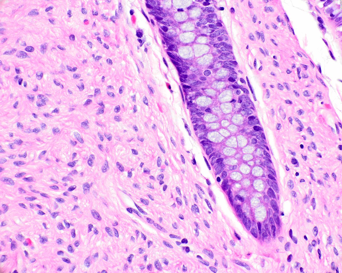 Elizabeth Montgomery, MD tweet media