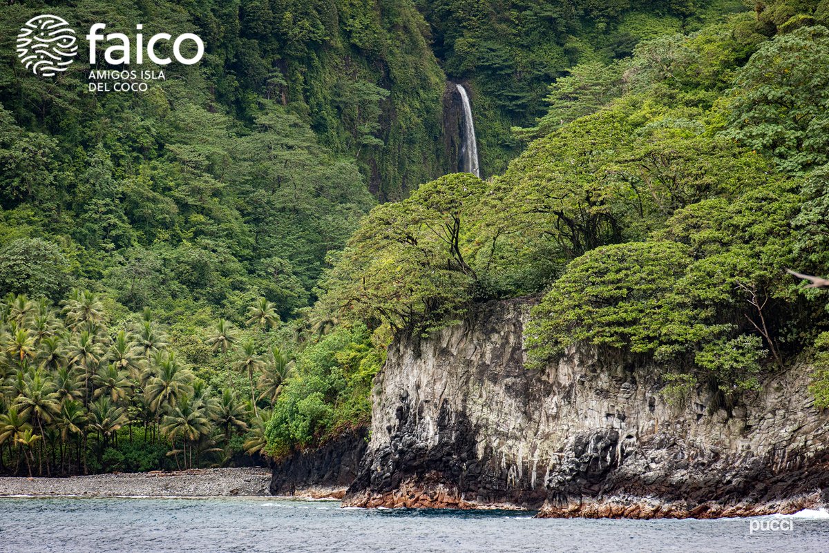 Amigos Isla del Coco (Faico) tweet media