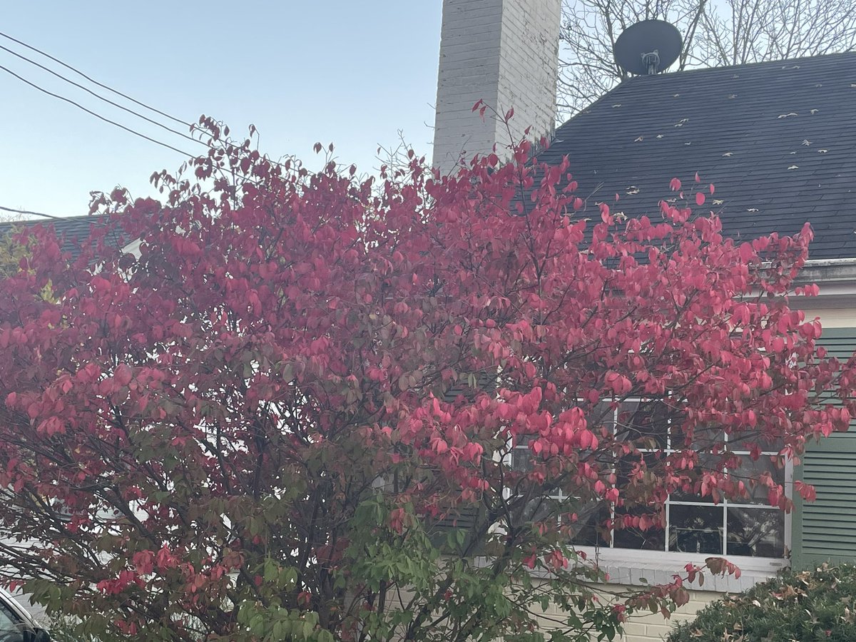 CosteMaximo's tweet image. Doña Laura los colores del otoño preguntan por ustedes @laurayosiam @KatherineCocco