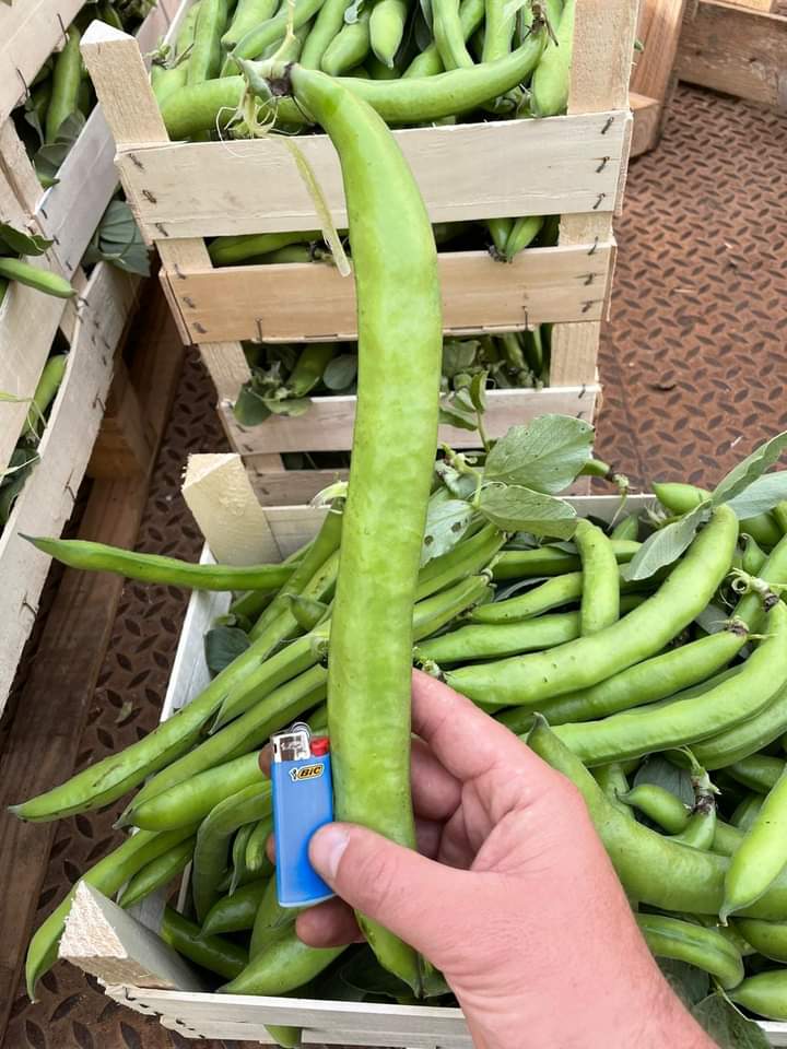 AgricoltCanfora's tweet photo. Fratelli Canfora #AGRICOLTURA
Fava Sberla🌱
Indirizzo: Via Petromeo, 29b, 89029 #Taurianova (RC).
Telefono: 0966 610239. https://t.co/kaPKY7gEBP