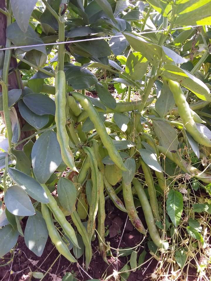 AgricoltCanfora's tweet photo. Fratelli Canfora #AGRICOLTURA
Fava Sberla🌱
Indirizzo: Via Petromeo, 29b, 89029 #Taurianova (RC).
Telefono: 0966 610239. https://t.co/kaPKY7gEBP