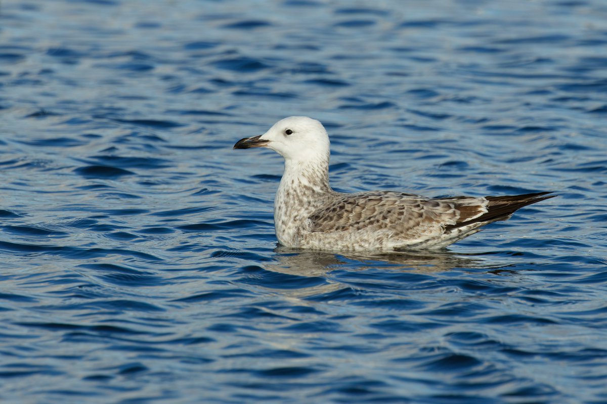 elocbirder tweet picture