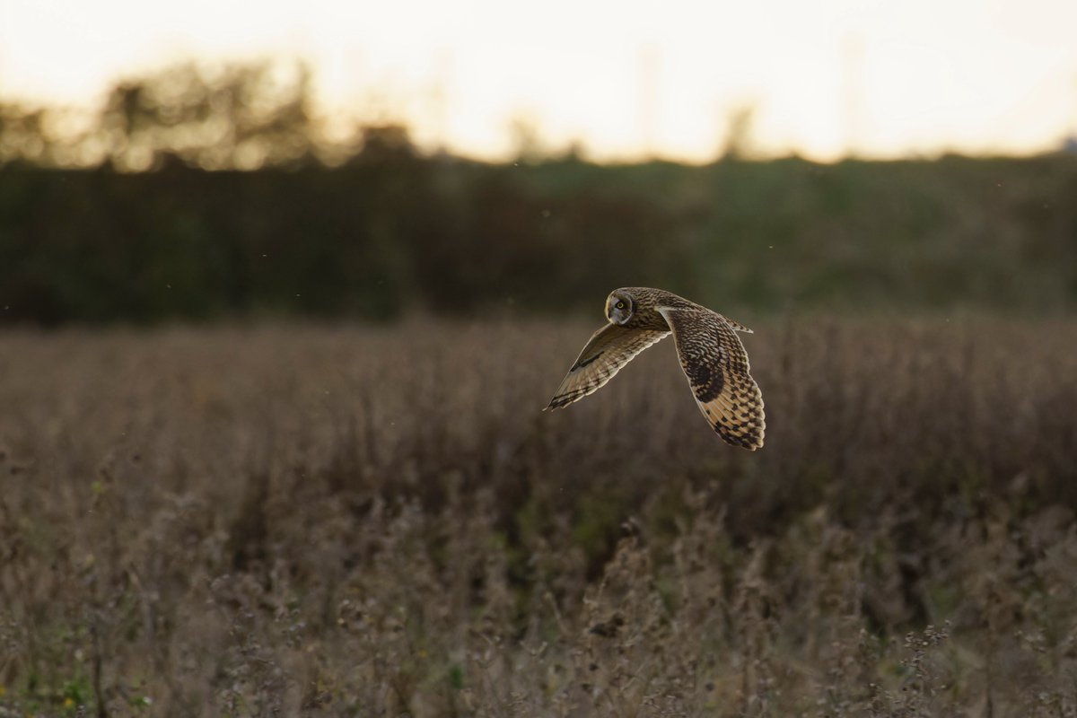 elocbirder tweet picture