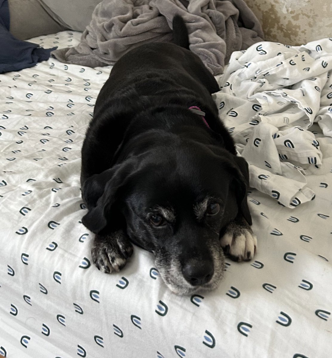 TomKattman's tweet image. Timeline cleanse. If you see this, post dog.

#Deena