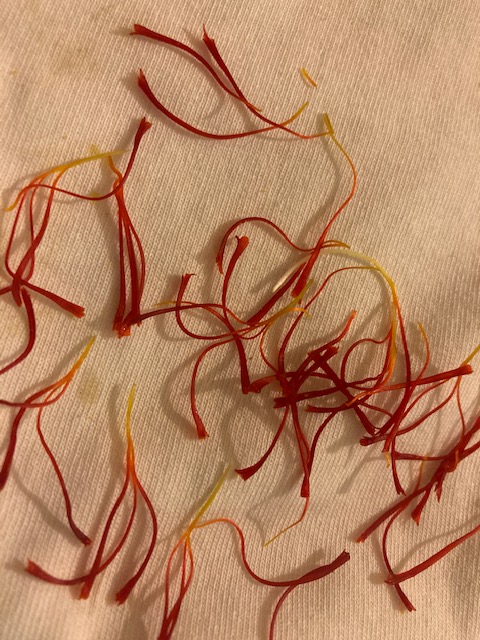 Lovely afternoon in the garden planting daffodils in the sun and harvesting our Saffron Spice.
Saffron threads are the stigmas taken from the flower of the crocus sativus, a special variety of the crocus.
Saffron has long been used for its medicinal properties.