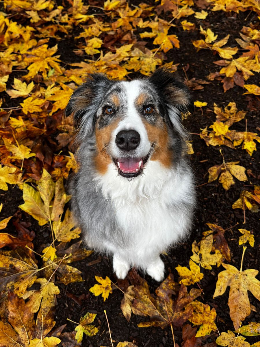 Bowie is all the cuteness you need@ for this week and the rest of the year ! 🍁🍂🍂🍂🍃🍃🍁🍁🍁