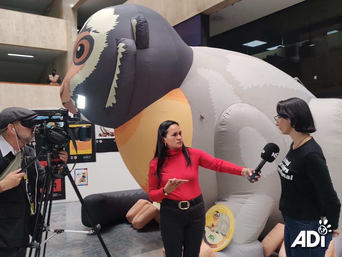 AnimalDefenders's tweet photo. CAMPAIGN AGAINST OWL MONKEY EXPERIMENTS IN COLOMBIAN CONGRESS. ADI’s team were inside Congress for three days with our inflatable #owlmonkey highlighting the country’s brutal #malaria experiments. Information was distributed and videos were screened. https://t.co/iHhNaL0whH