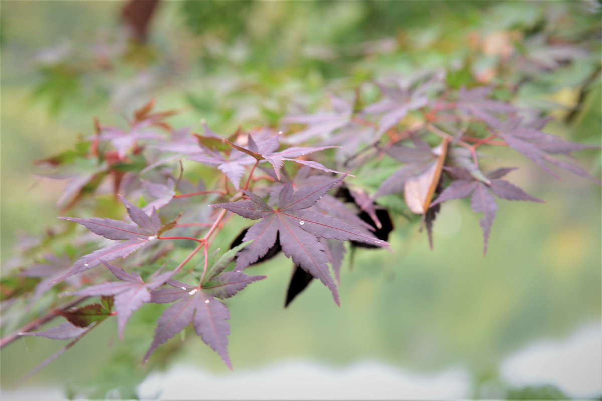 Metsa_Official's tweet photo. \\メッツァの秋だより🍂//

シーメススタンド付近のもみじが少しずつ紅く色づいて来ました🍁

ようやく秋らしい気温で、過ごしやすい日が続きそうですね😌
自然の中でのんびり散策しながら、小さな秋を探してみてください🙌🏻 https://t.co/ERTFuZFmIh