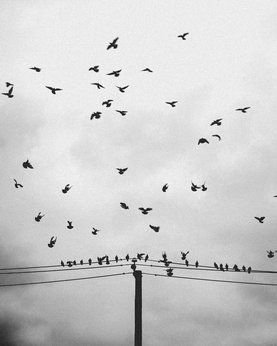 Modoshoot's tweet image. Some leave when many others stay🪶

📷 Sony A7II
🔭 90mm 2.8 macro Gmaster

#sonya7ii #streetphotography #nyc #blackandwhitephotography #queens