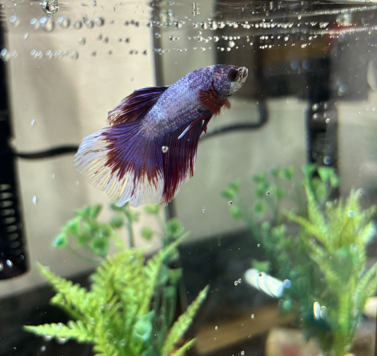 Jellick Librarian 📚 tweet media