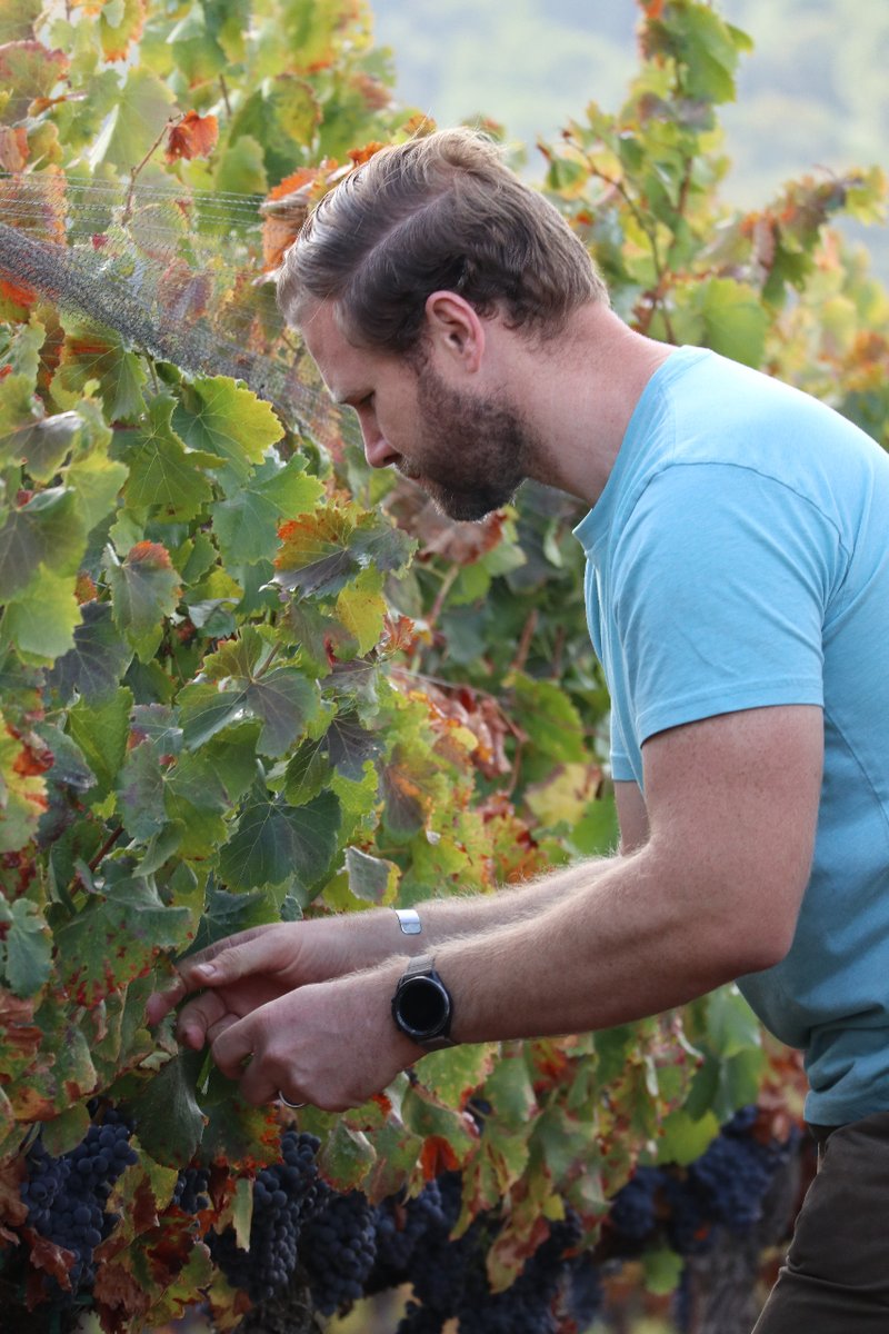 And that's a wrap! Harvest 2023 is complete.
 
We certainly pushed the limits on picking this year, and what a great day to pick our last varietals. Cabernet Sauvignon, Cab Franc, and Grenache were picked today, November 7th!