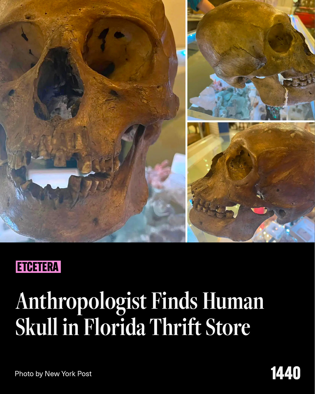 Anthropologist discovers human skull in Florida thrift store