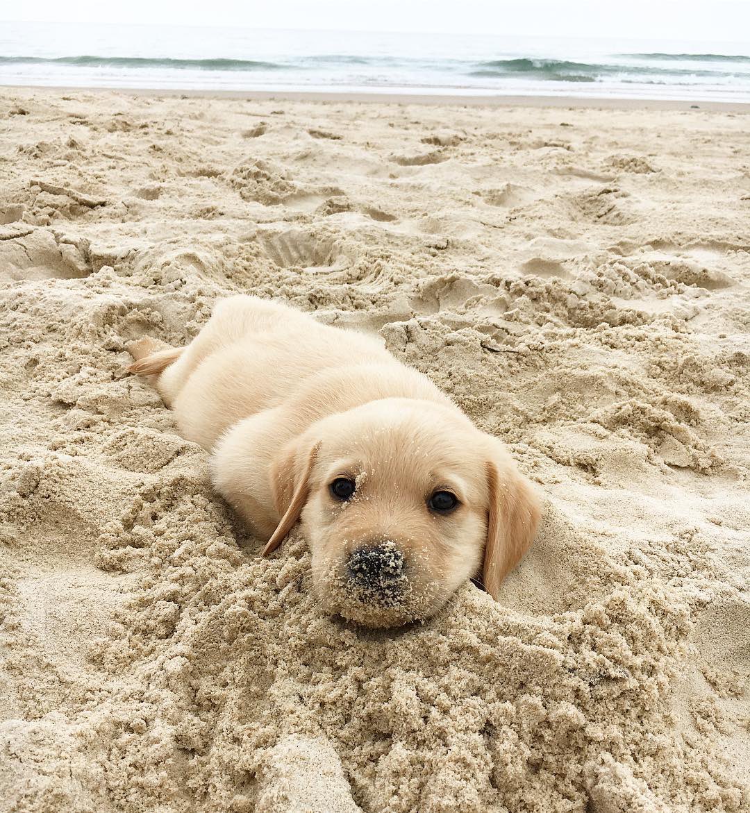 You’re kidding me. We only rate dogs. Please don’t send in mischievous sandy sea slugs. Show some respect. Thank you... 13/10