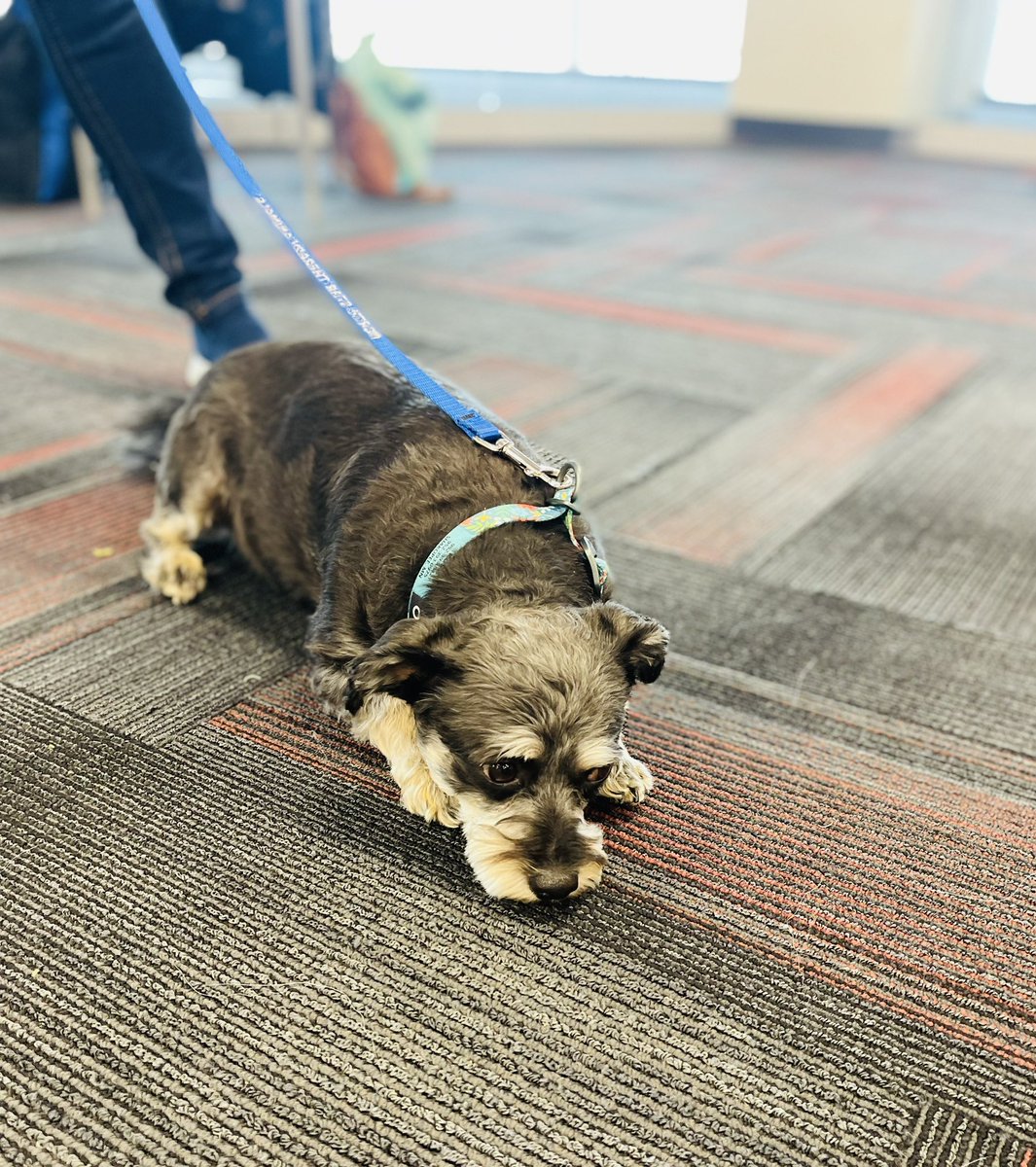 Another great day of therapy dog visits. Best. Day.Ever. #MentalHealthMatters