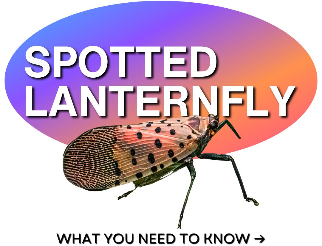 iTreesChicago's tweet photo. Should you be worried about this new pest?
•
Here's what you need to know now ➡️ https://t.co/muxwQKQDgU https://t.co/B21EsPSPUk