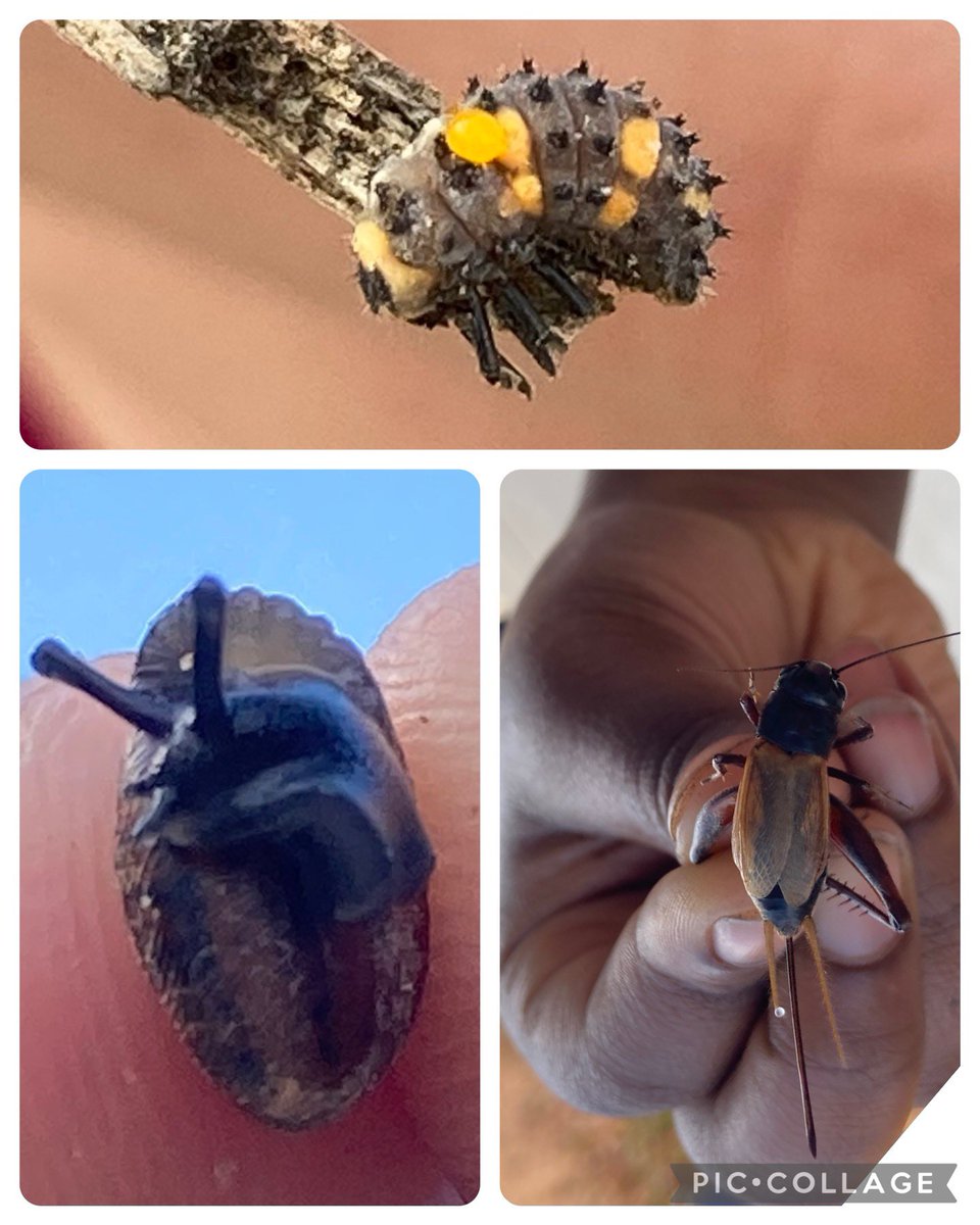 Alison Yates (@alisony8s) on Twitter photo Just some of the little wildlife we found at school today during Empower Hour. <a href="/HallieWellsMS/">HallieWellsMS</a> Just some of the little wildlife we found at school today during Empower Hour. <a href="/HallieWellsMS/">HallieWellsMS</a>