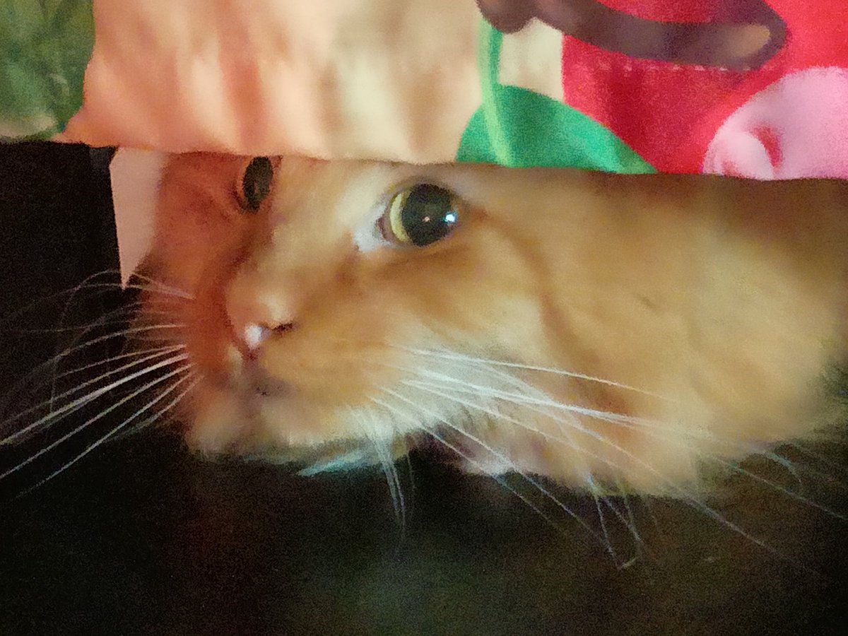 Bubbababy08's tweet photo. Watching human cook, I was caught peeking!

#cats
#CatsOfTwitter https://t.co/7cdYDYc5r6