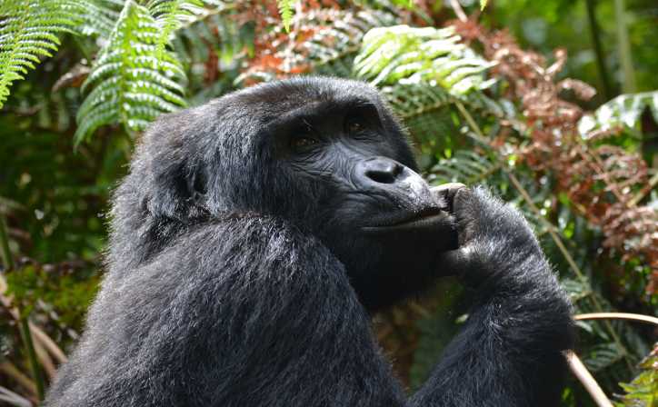 Spare_Fare's tweet photo. ๐จIncredible UGANDA SAFFARI PACKAGE
๐ฆ7 Day All Inclusive Safari For 2 People
๐๏ธ17 Feb 2024 - 23 Feb 2024
๐ธ$5300 Value For Only $3000 OR BEST OFFER!
๐https://t.co/qJn8OZG6J4
#safari #uganda #cheaptrips #cheaptravel #traveldeals #travel https://t.co/JUcXiu6IIq