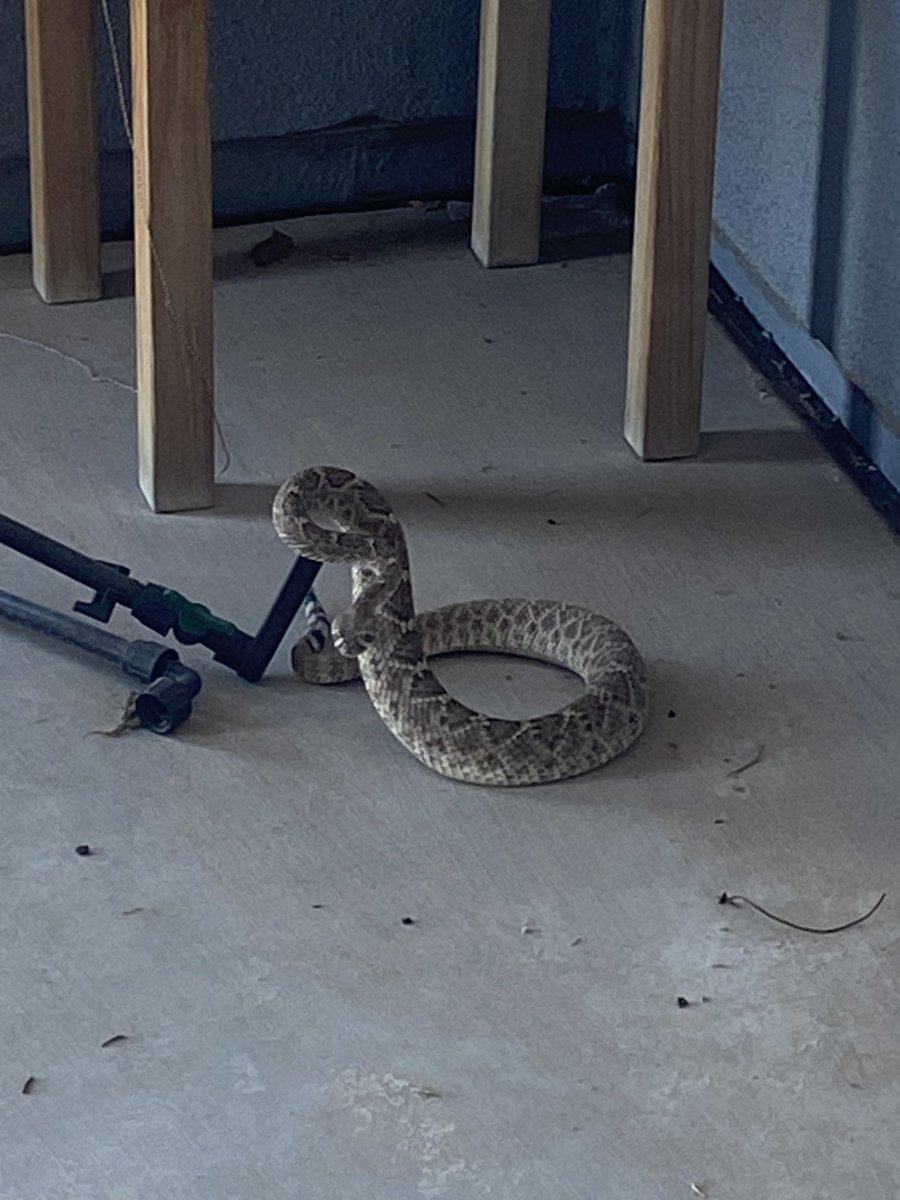 Being greeted by this while drinking coffee outside the front door is no way to wake up. We battled and I won. The kids and I skinned it and dissected it, so look forward to that video soon 😎 #arizona #desertlife #snake #scienceclass