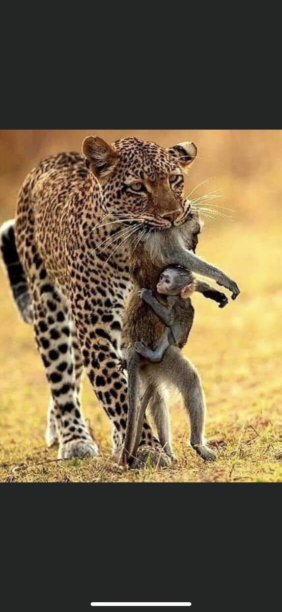 LifeTherapyZita's tweet image. One of the brilliant aspects of systemic thinking is that you can understand something without liking it. 

It enables us to understand the bigger picture.

#systemiccoaching #systemicthinking #complexity #biggerpicture #equality #equity