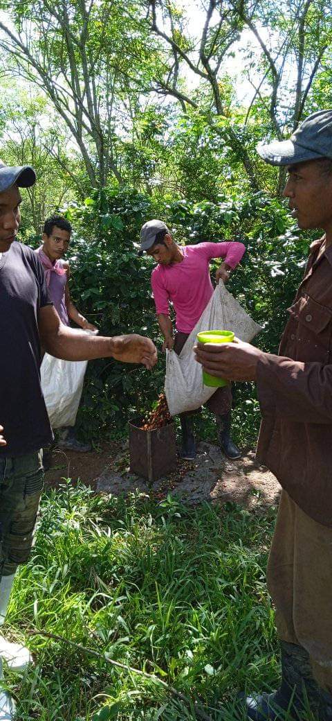 #AnapSantiago: Los cooperativistas de la CPA Emilio Bárcenas están Inmersos en la terminación de su cosecha cafetalera  arábica con la participación de todos los familiares y la atención permanente a sus asociados 
#UnidosXCuba <a href="/FelixDuarteOrte/">Félix Duartes Ortega</a>
<a href="/SFerreyan/">Sergio Rodríguez Ferreyán</a> <a href="/RafaelAnap/">Rafael Santiesteban Pozo</a> <a href="/RamnMonte1/">José Ramón Monteagudo Ruiz</a>