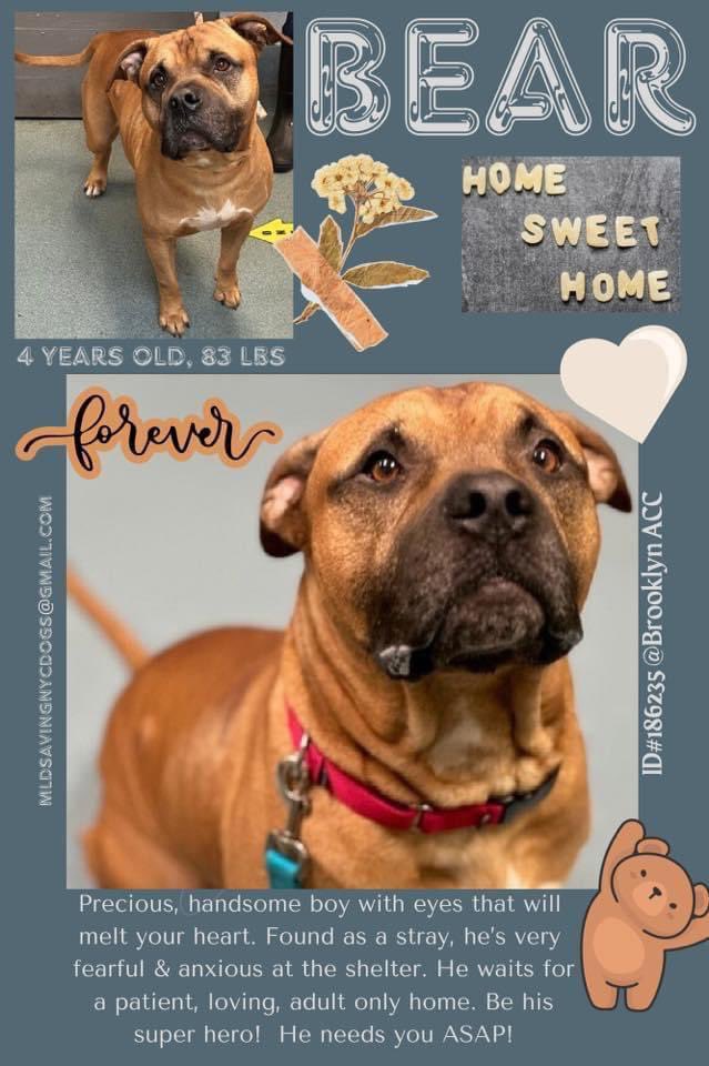 The face that’s lost all hope, Bear 186235 was found walking the streets alone on Nov 1. So fearful and anxious, he’s trying his best but is struggling to adjust and NYCACC wants him gone immediately. Now TBK Thursday, 4 years old and dog friendly, he’s looking for a Northeast