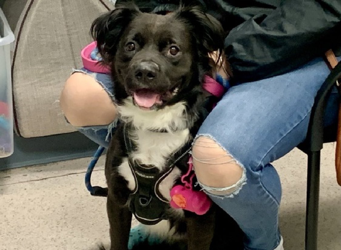 He prefers the company of older kids, Bo 185558 is a loving and affectionate dog who loves his bath time and car rides. Dumped on Oct 23, he’s now TBK Thursday in NYCACC. A 3yo mellow and calm sweetheart who is scared and overwhelmed in the pound. He’s just 45lbs and ready for