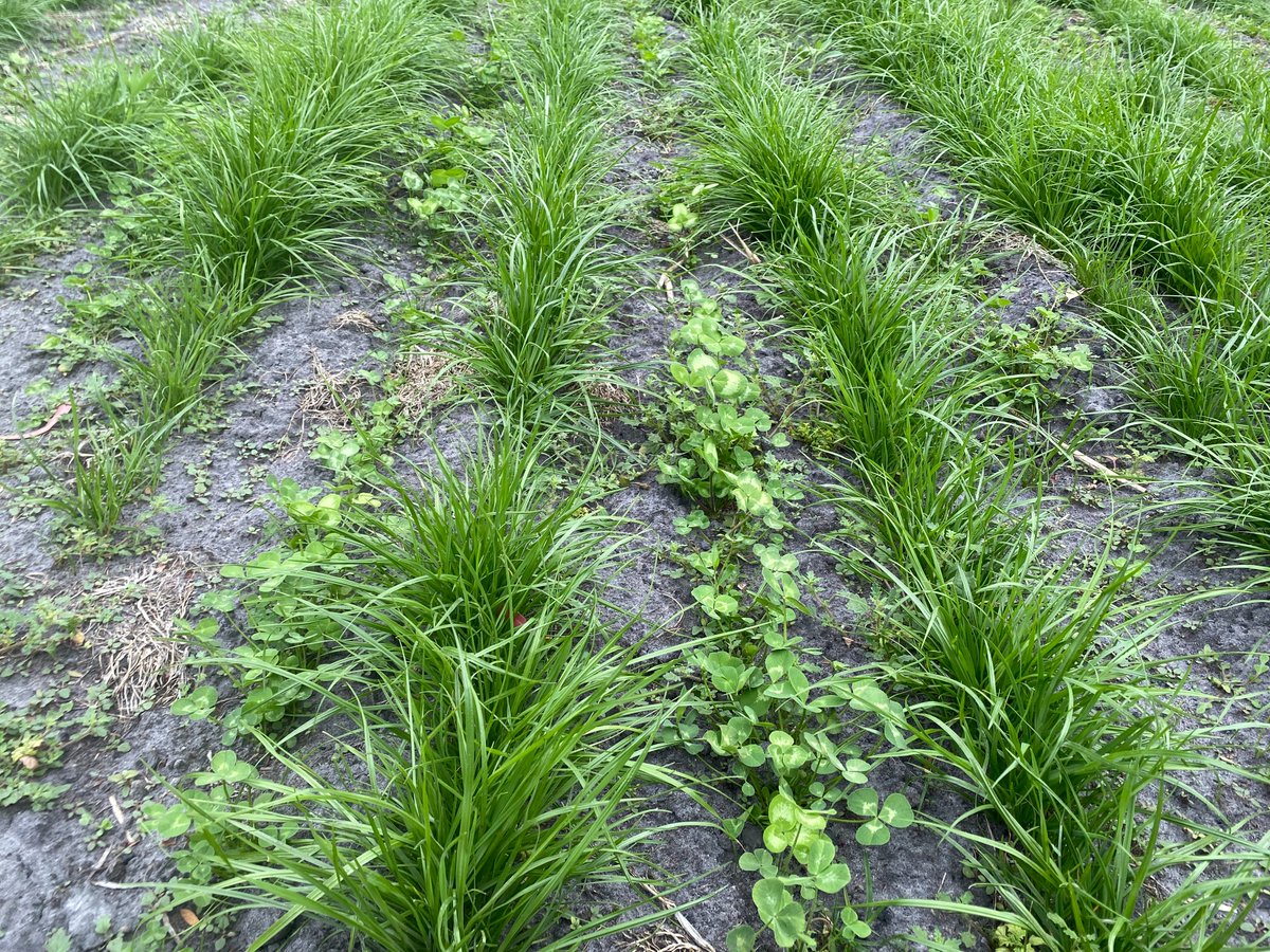 Rowan Smith tweet media