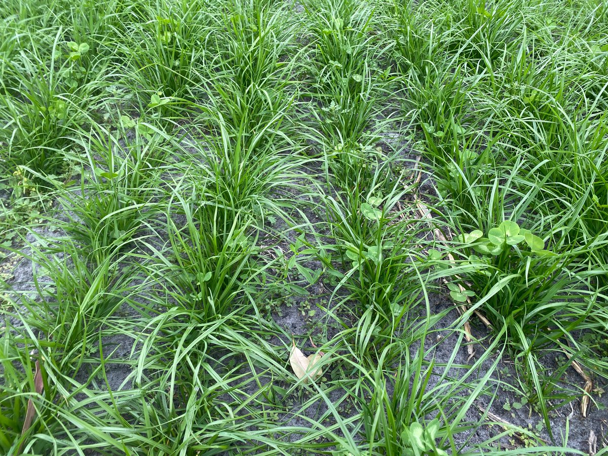 Rowan Smith tweet media