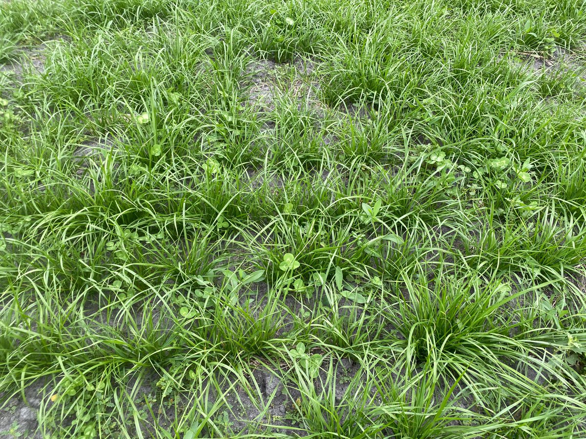 Rowan Smith tweet media