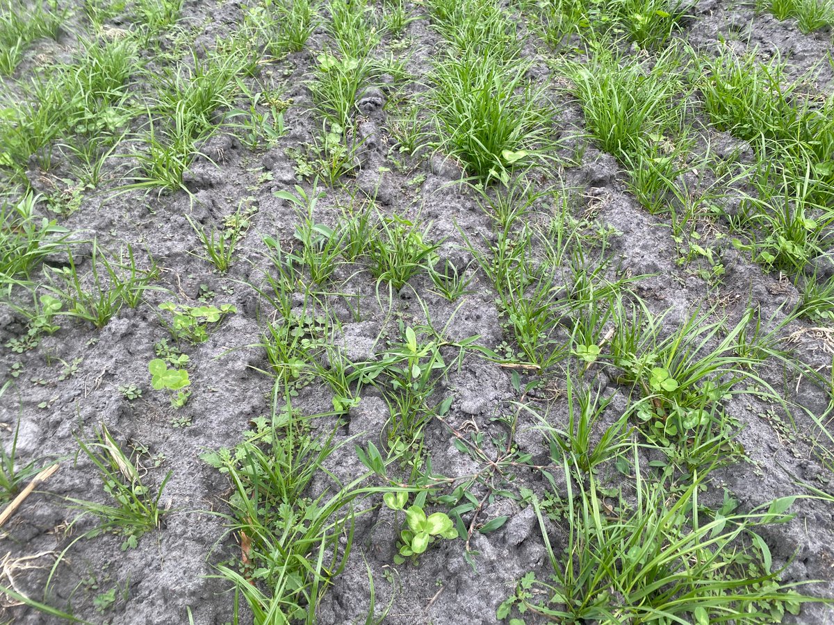 Rowan Smith tweet media