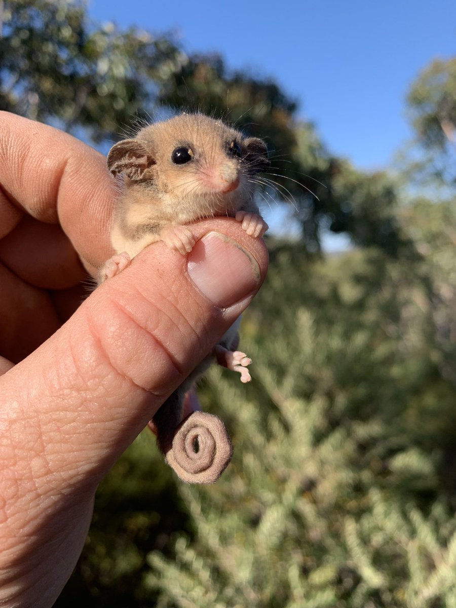 Good morning from the Western River Refuge- Kangaroo Island - this young  female western pygmy possum was this mornings catch of the day #wildoz  @awconservancy, image size:900x1200