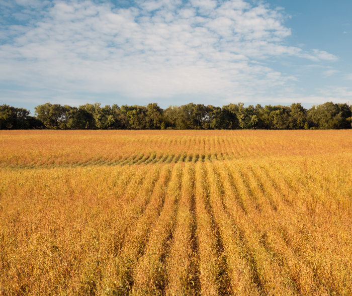 Maximize your soybean yields in 2024! Learn how DEKALB® and FieldView™ from <a href="/Bayer4CropsCA/">Crop Science Canada</a> are revolutionizing variety choices for farmers in the unpredictable climate of southwestern Ontario: ow.ly/HKuH50Q5b1E #sponsored
