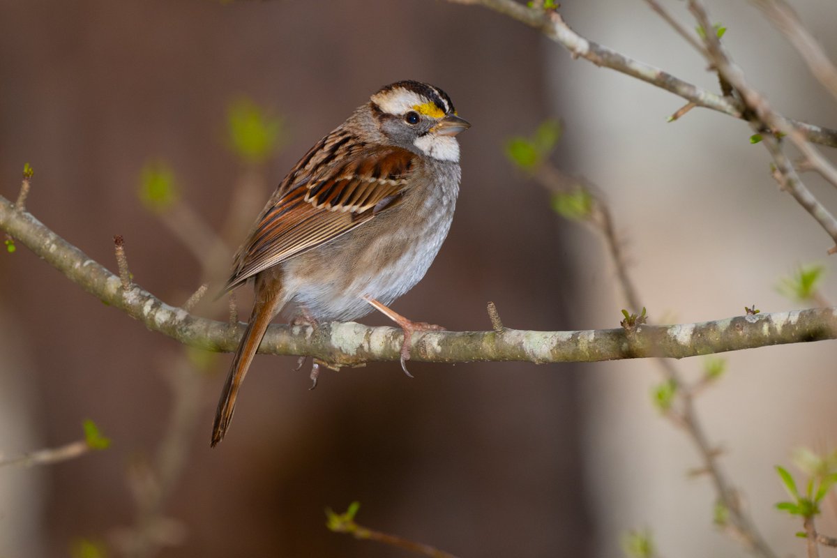 Winter is coming, and so are the sparrows! As the weather cools down, these seed-eating birds flock south to spend the winter safe from snow. They may not be flashy, but sparrows have a subtle charm for those willing to look.
#BeakOfTheWeek #WildlifeWednesday

📸 Joe Liggio