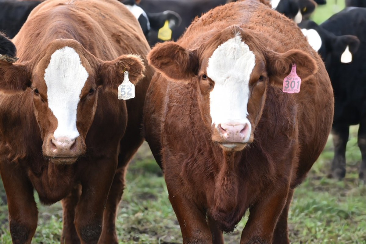 Featuring red angus x red sim hfrs tonight for the TOP CUT commercial bred hfr sale on Sat 1pm at Maple Hill Auctions. We have 80 solid, blazed and brockle faced and fullbloods. Online bidding with DLMS. Sale lot videos will be posted on Friday.