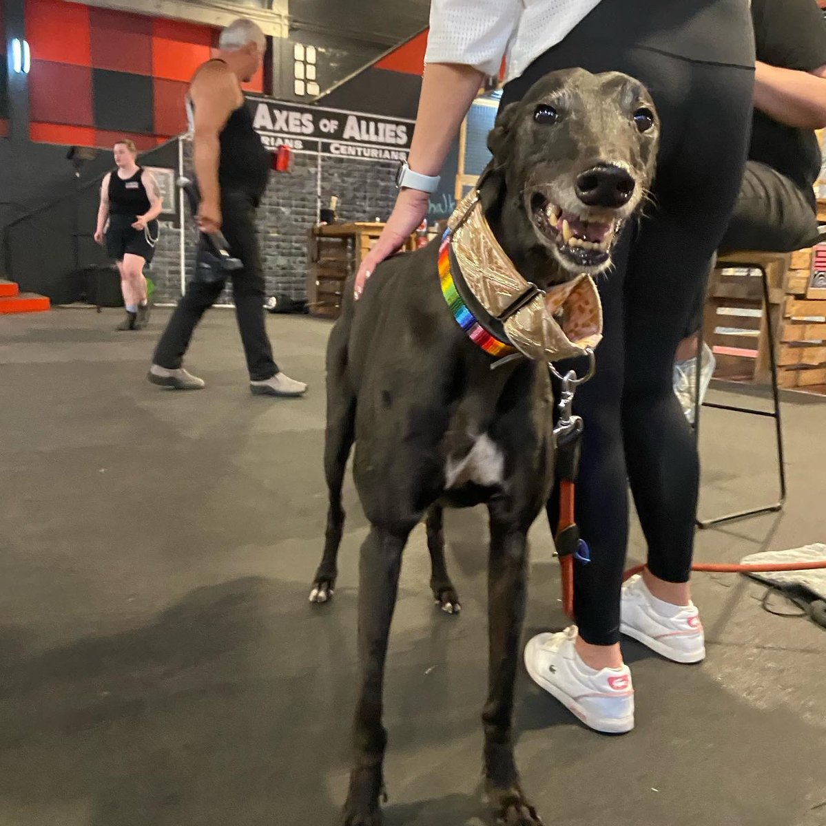 LumberPunksAxe's tweet photo. 🐶 Last night at League we had a very special guest mascot come in for some extra good pats from our leaguers!

We love our #lumberpups here at Lumber Punks, so thanks for coming down for a hang @karlzthegreyt ❤️

https://t.co/JKF1xG3e0Z

#lumberpunks #doggosofinstagram https://t.co/gOE6GPfmL4