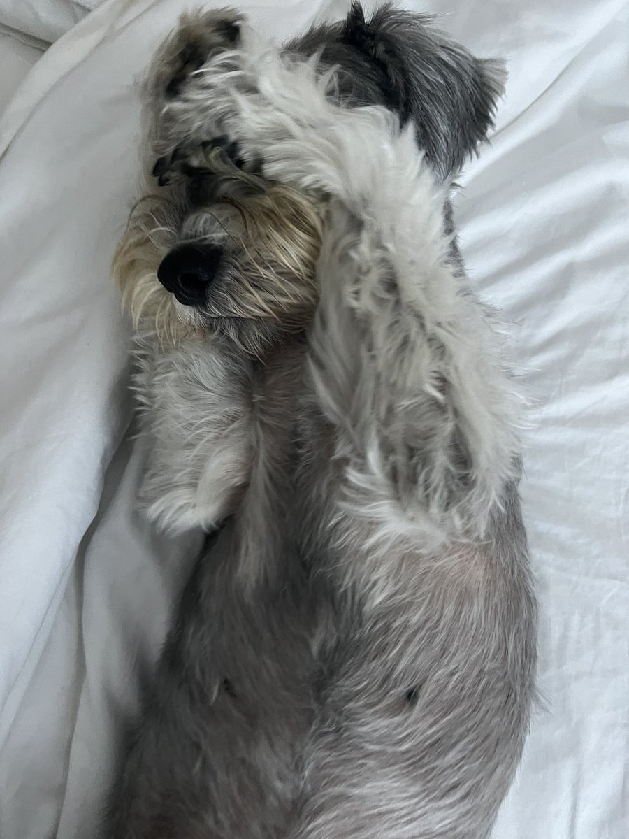 Arthur Schnauzer tweet media