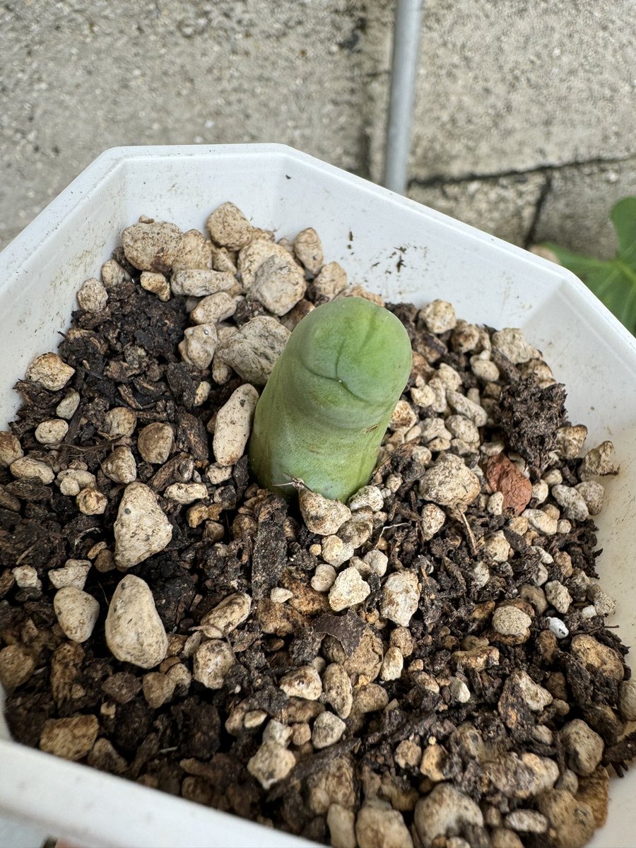 成程柱 成程柱