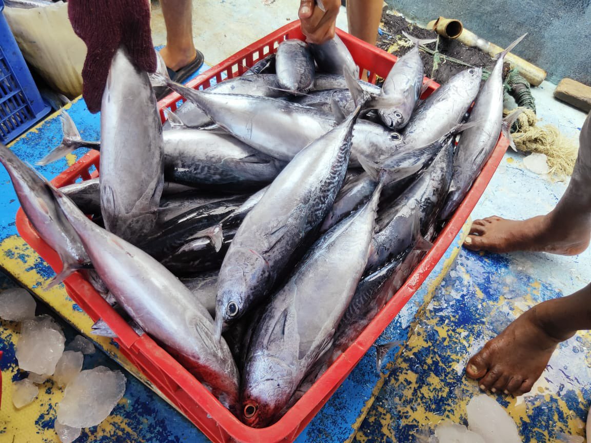 EtangoSandra's tweet photo. Rabu (08/11), Sandra Etango, Luhkan Kab. Boalemo, di Pelaku Utama (Yerdan Hilala) Ds.Tapadaa, melaporkan tangkapan Ikan tongkol, dengan alat tangkap pancing, 07/11/23 sebanyak 200kg, harga jual 30.000-35.000/ekor
#GiatLuhkanSatminkalBitung
#LuhkanBoalemo
#Tangkap https://t.co/pmNhhcBPyG