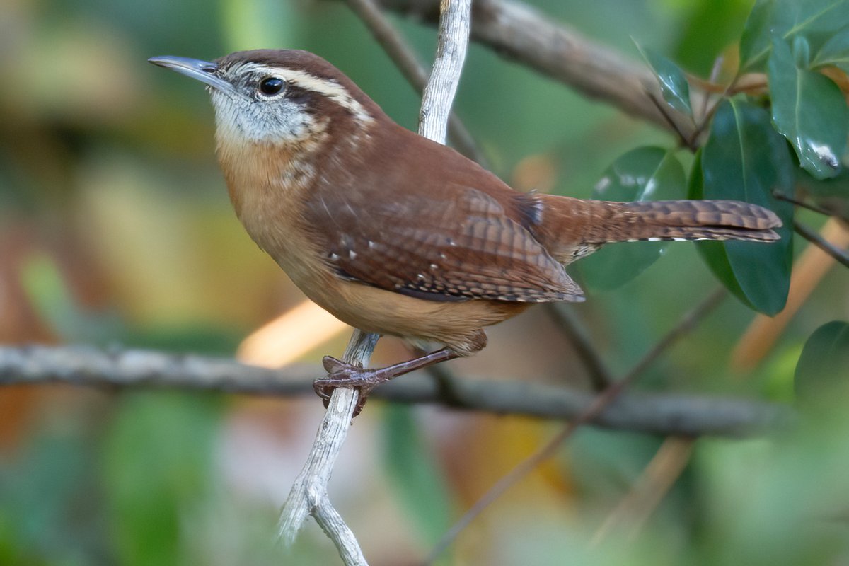 Happy #Wrensday A Carolina Wren perched on a old Rosemary branch in the late afternoon sunlight. #TwitterNatureCommunity #NaturePhotography #naturelovers #birding #birdphotography #wildlifephotography #carolinawren #wren