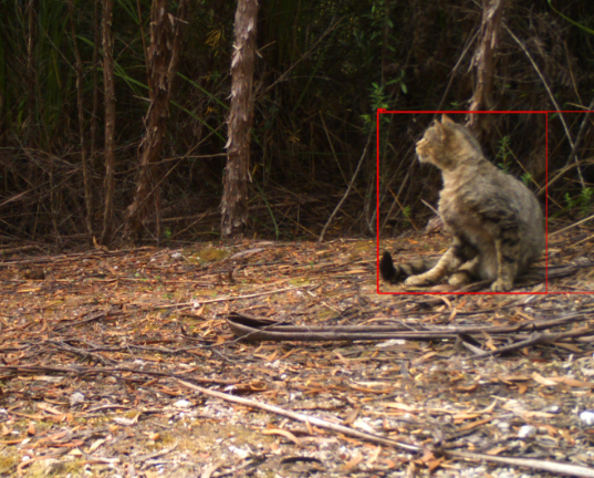 A bit of grooming captured on the @ecol_evo camera trap network deployed by @BraveNewClimate and @JBuettel.